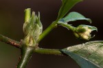 Psychotria peduncularis var. angustibracteata