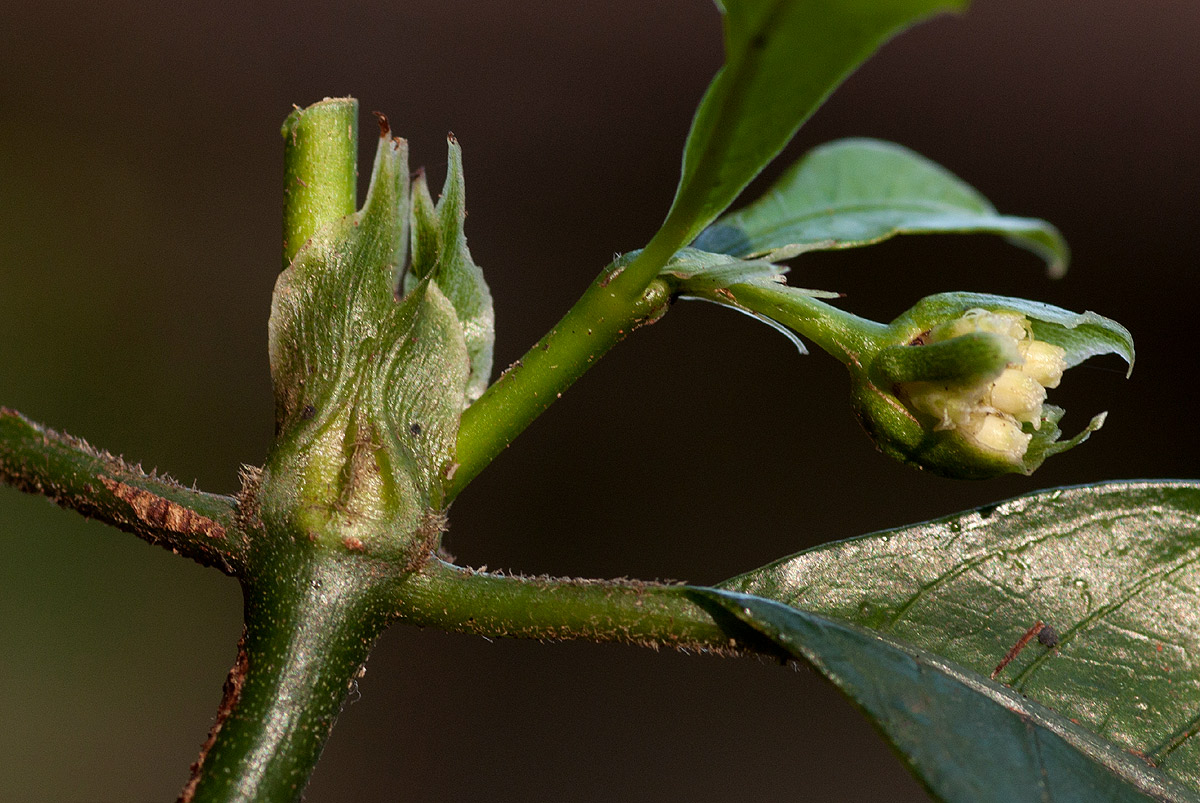 Psychotria peduncularis var. angustibracteata