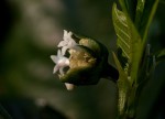Psychotria peduncularis var. angustibracteata