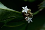 Psychotria peduncularis var. angustibracteata
