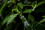 Psychotria peduncularis var. angustibracteata