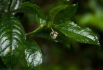 Psychotria peduncularis var. angustibracteata