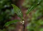 Psychotria peduncularis var. angustibracteata
