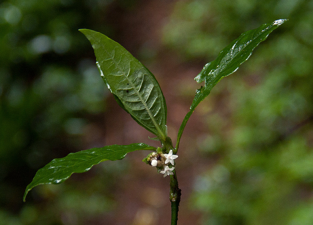 Psychotria peduncularis var. angustibracteata