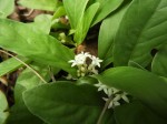 Psychotria pumila var. pumila