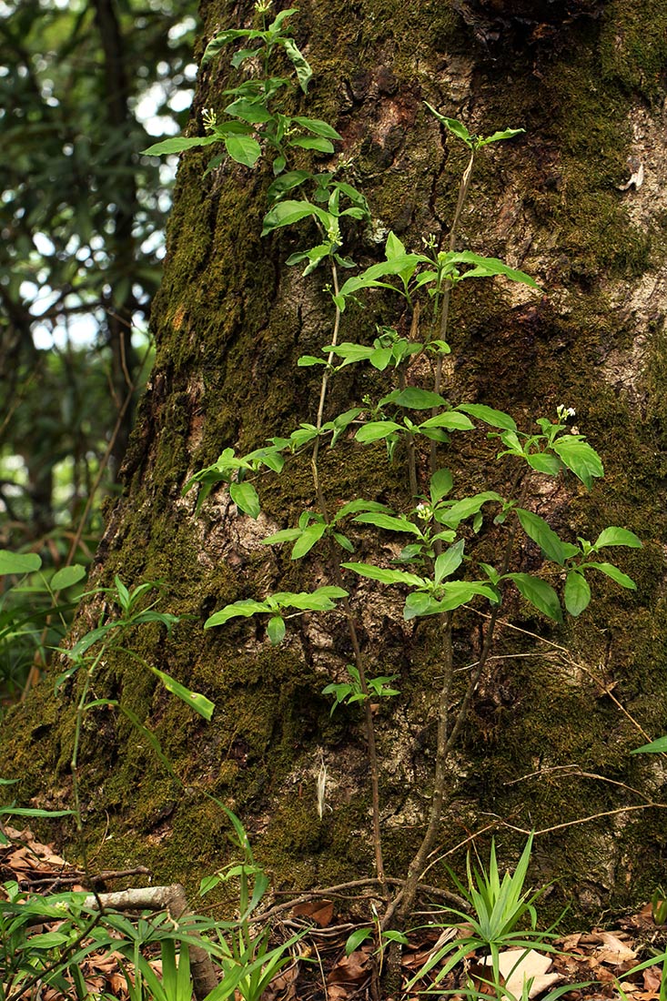 Psychotria pumila var. buzica