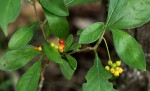 Psychotria pumila var. buzica