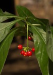Psychotria pumila var. buzica