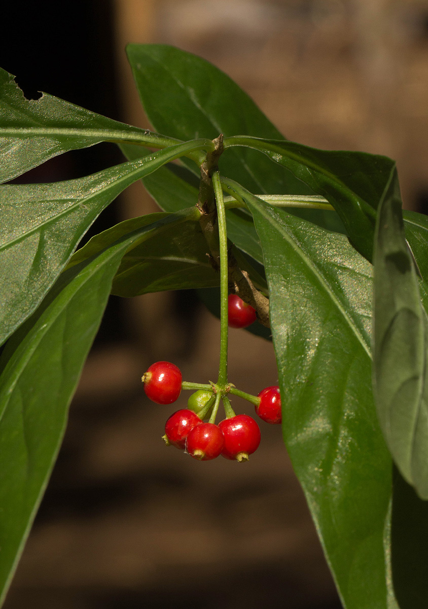 Psychotria pumila var. buzica