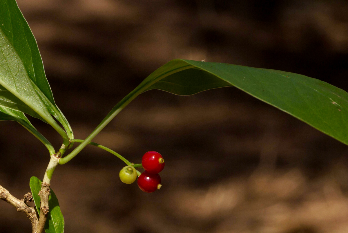 Psychotria pumila var. buzica