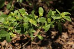 Psychotria pumila var. buzica