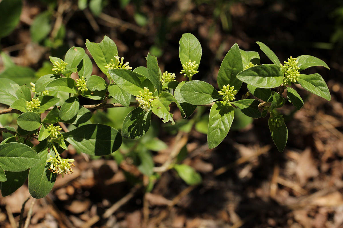 Psychotria pumila var. buzica