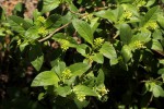 Psychotria pumila var. buzica