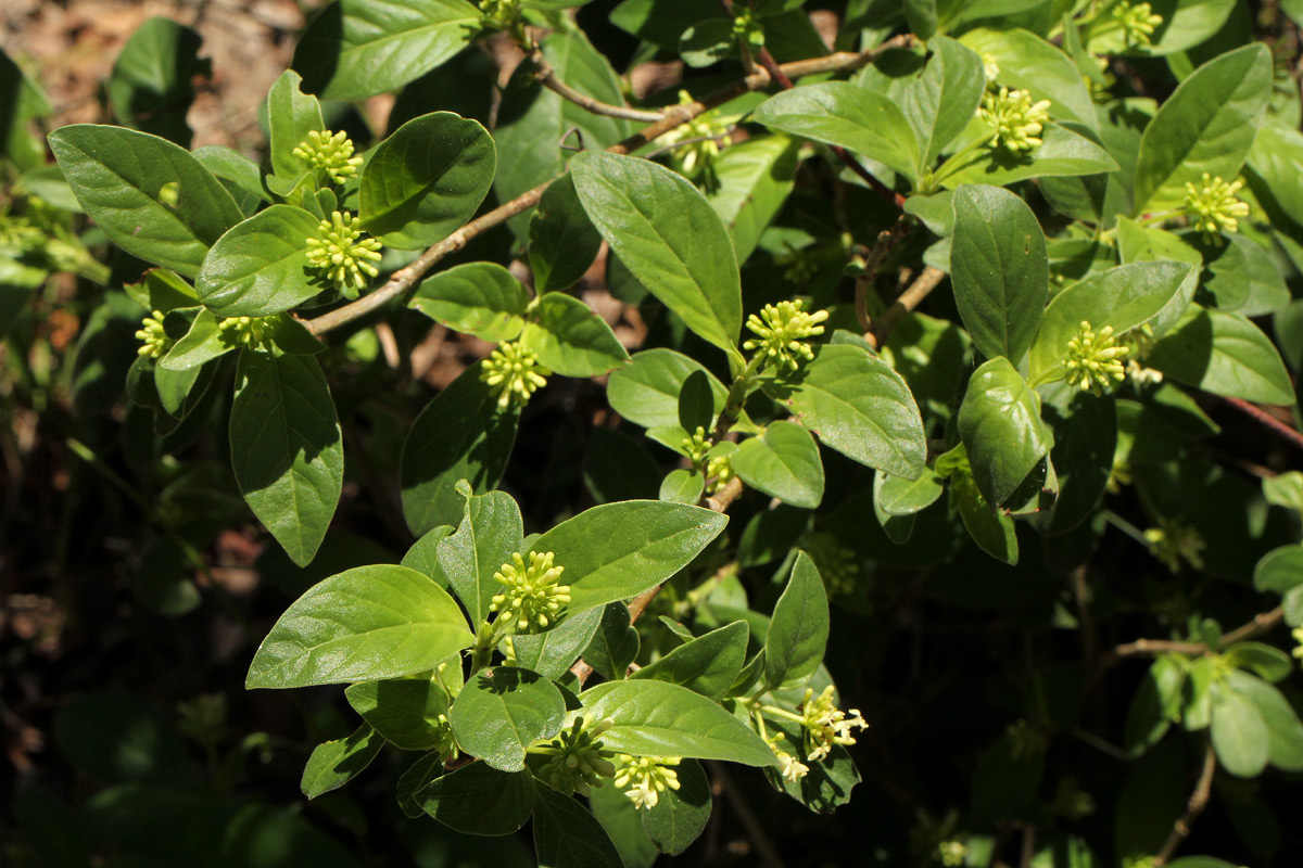 Psychotria pumila var. buzica