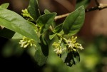 Psychotria pumila var. buzica