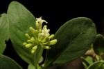 Psychotria pumila var. buzica