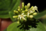 Psychotria pumila var. buzica