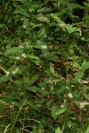 Psychotria pumila var. buzica