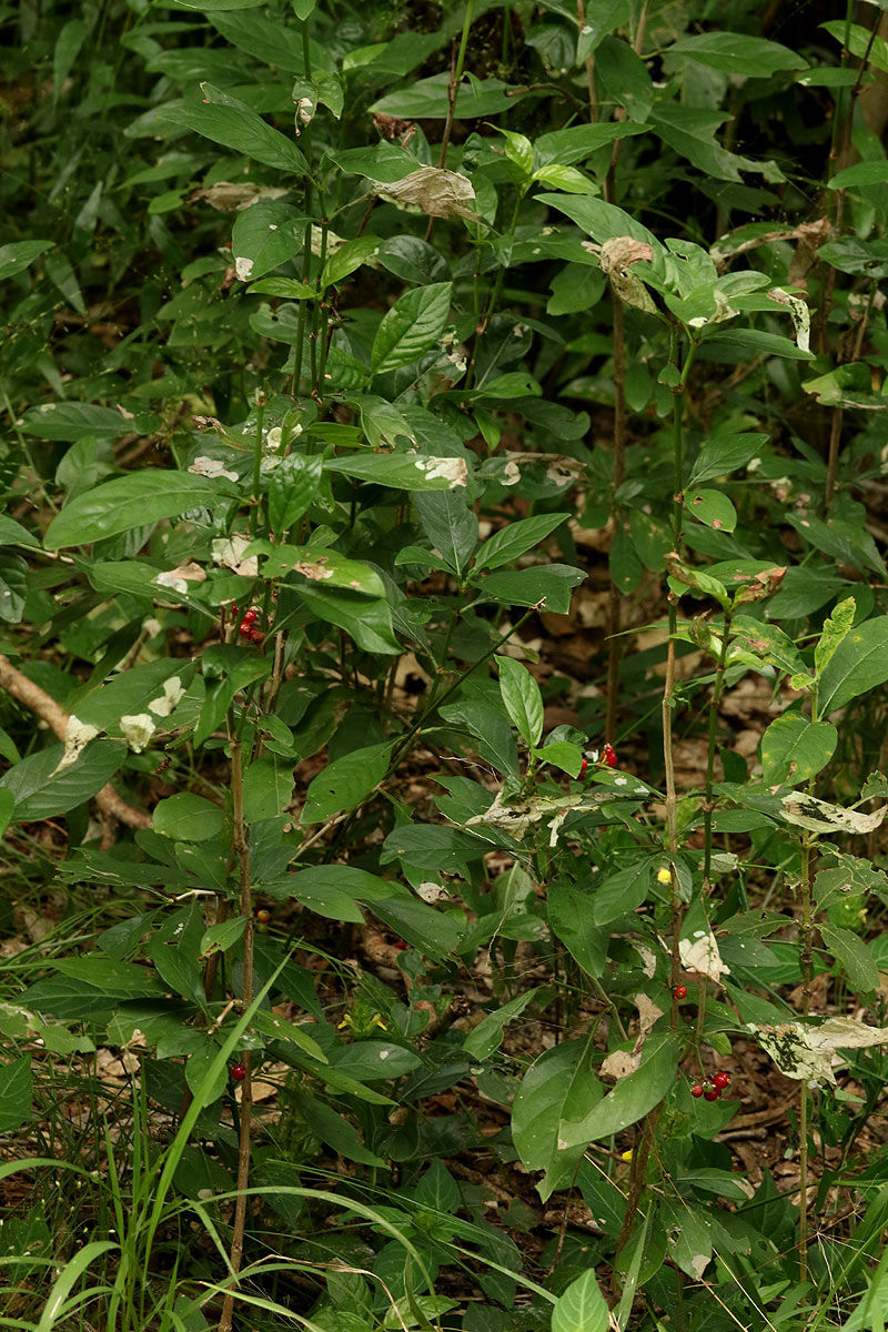 Psychotria pumila var. buzica