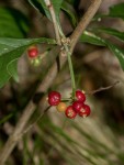 Psychotria pumila var. buzica