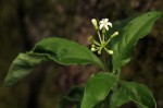 Psychotria pumila var. buzica