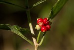 Psychotria pumila var. buzica