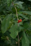 Psychotria pumila var. buzica