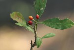 Psychotria pumila var. buzica