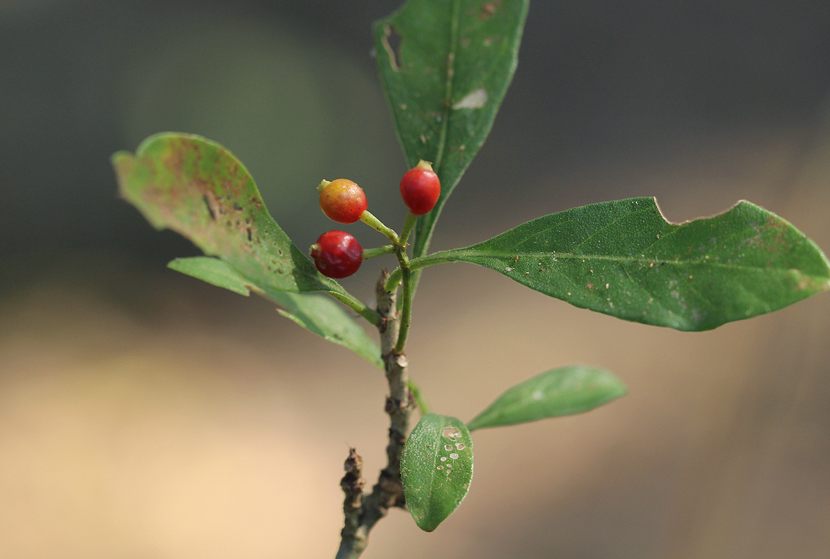 Psychotria pumila var. buzica