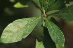 Psychotria pumila var. buzica