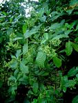Psychotria zombamontana