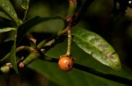 Psychotria zombamontana