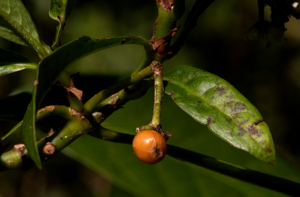 Psychotria zombamontana