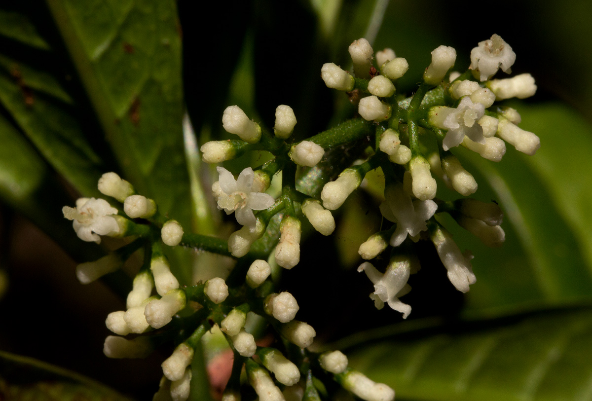 Psychotria zombamontana