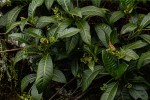 Psychotria zombamontana