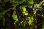 Psychotria zombamontana