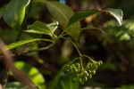 Psychotria zombamontana