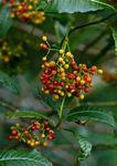 Psychotria zombamontana