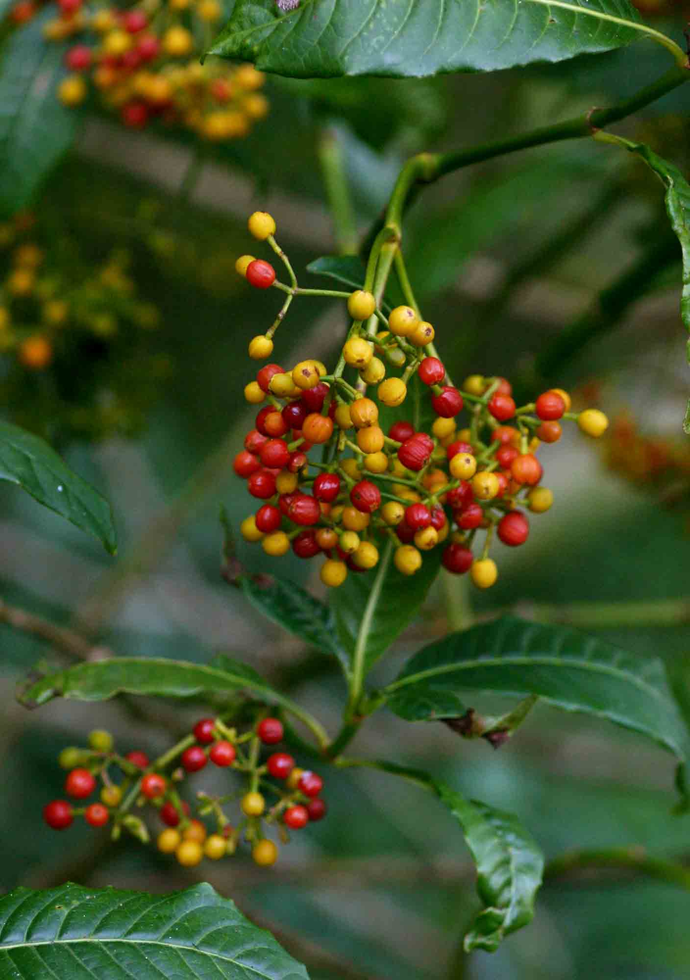 Psychotria zombamontana