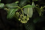 Psychotria zombamontana