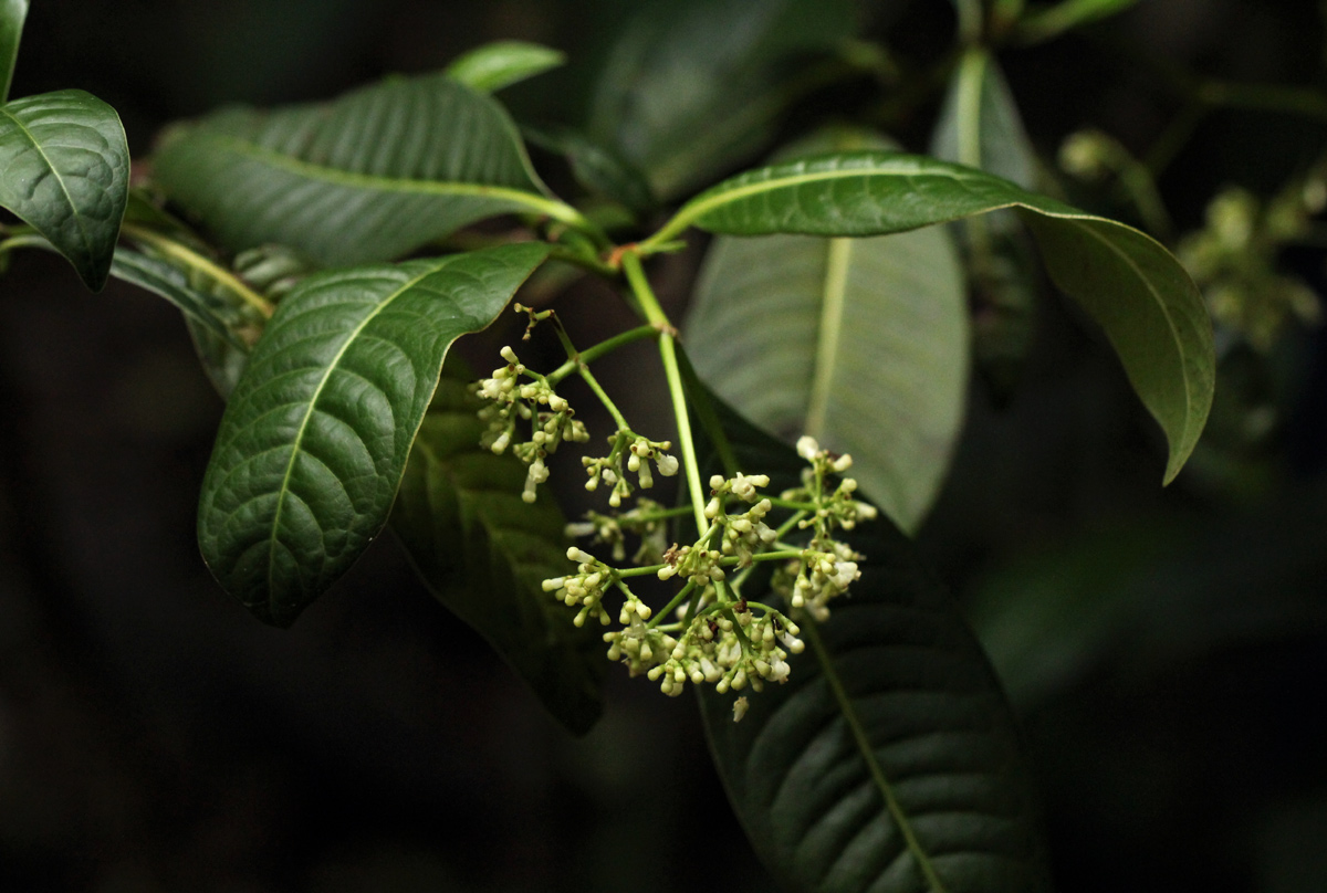 Psychotria zombamontana