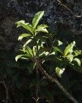 Psychotria zombamontana
