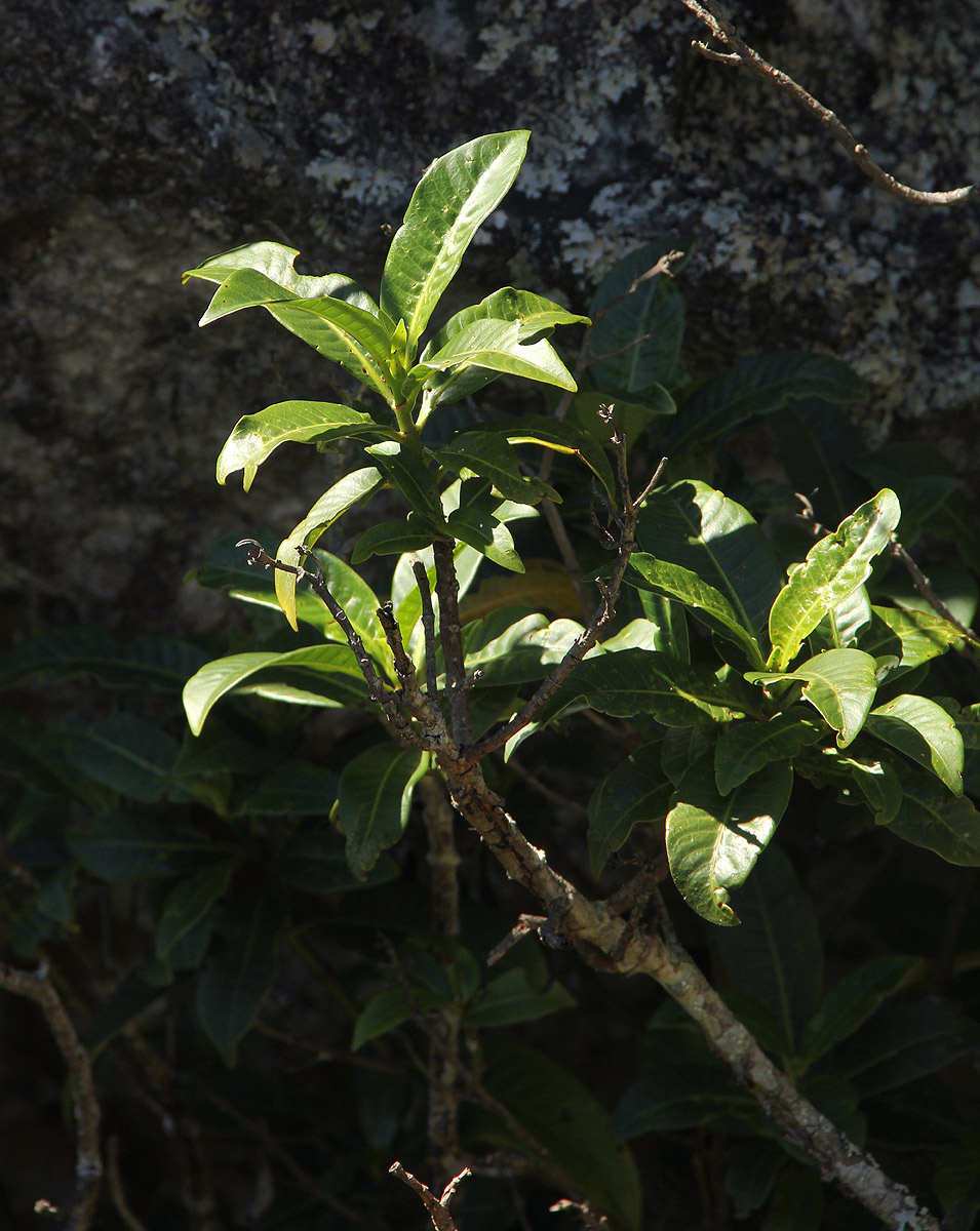 Psychotria zombamontana