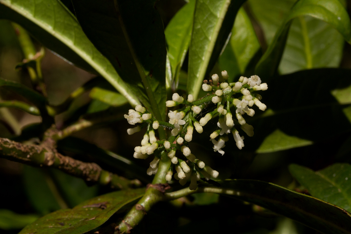 Psychotria zombamontana