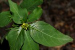 Chazaliella abrupta var. abrupta