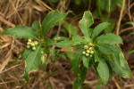 Chazaliella abrupta var. abrupta