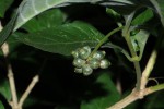 Chazaliella abrupta var. abrupta