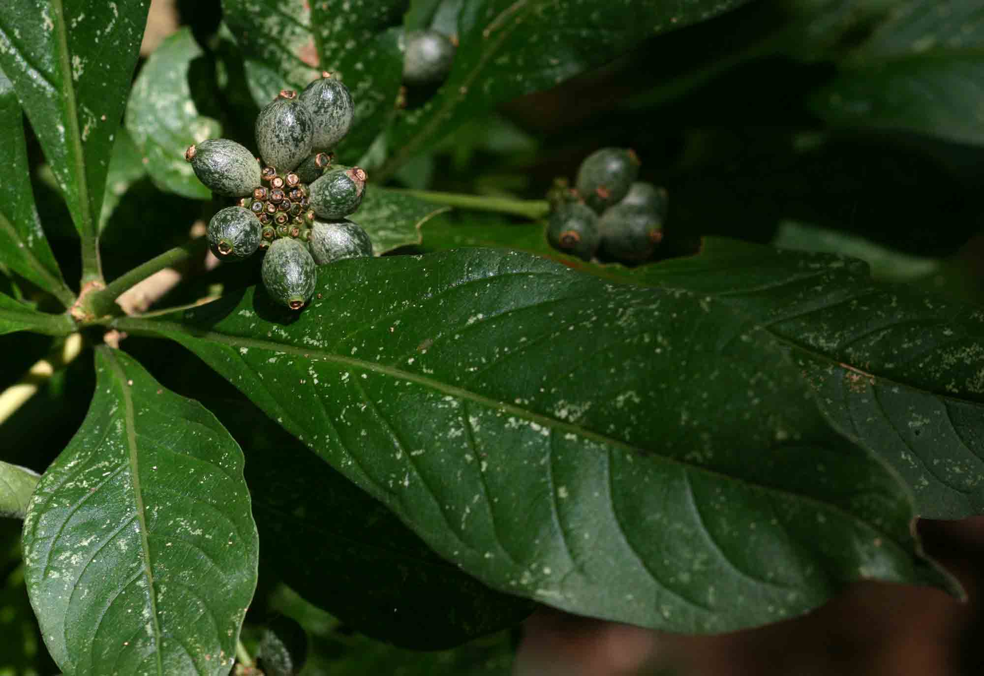 Chazaliella abrupta var. abrupta