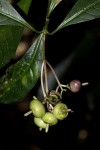Chassalia parvifolia