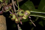 Chassalia parvifolia